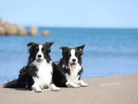 Üst Kalite Border Collie Yavruları Çiftlikten