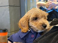 3 aylık maltipoo oğlum