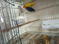 Mutasyon bebek cennet papağanları