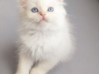 Nadir Bulunan Üstün Irk British Longhair Cy 1233 Point