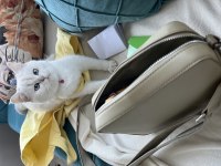Masmavi gözler sıcak kanlı ve asil british shorthair