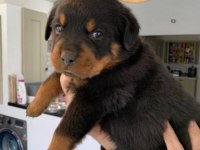 Son Derece Sağlıklı Ve Kaliteli Rottweiler Bebekler