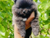Siyah pomeranian yavrularımız