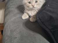 Scottish Fold Kedisi Minnoşum