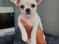 Irk garantili chihuahua yavrular