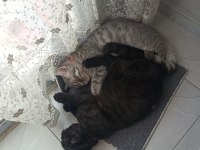Kendi kedimin yavruları