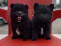 A kalite pomeranian boo bebekler