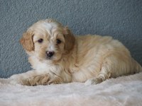 F1B GOLDENDOODLE YAVRULAR
