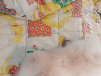 4 aylık pomeranian boo