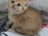 Safkan golden british shorthair