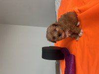 Maltipoo yavrularımız