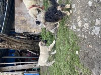 Mükemmel kalite saf Kangal yavrular