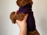 Red brown Toy Poodle Yavrum
