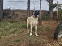 BOYLU IRI DISI KANGAL SU ANDA KIZANDA 11 AYLIK