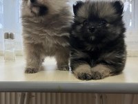 Pomerian boo Dişi Yavrumuz Yeni yılda Mutluluk