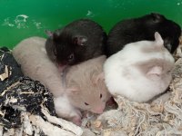 Ücretsiz (Karşılıksız) Hamster Yavruları