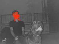 Eskişehir içi dev cane corso yavrular