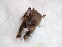 Show Teacup Chocolate Chihuahua
