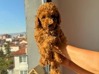 Dişi toy poodle
