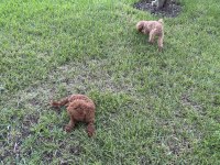 Genç Toy Poodle Dişiler