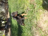 King Doberman Yavrular