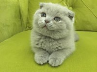 Scottish fold BUZZ rengİ MİNNOS