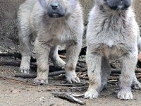 2 ADET SAF ORJİNAL KANGAL
