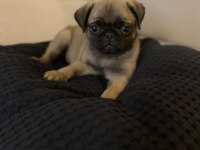 Pug bebekler