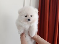 Pomeranian boo bebeklerimiz yeni sahiplerini bekliyorlar