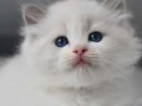Türkiye'nin En Değerli Kedisi Ragdoll