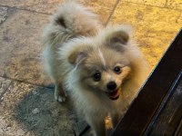 4.5 aylık yavru pomeranian