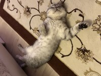 Erkek British Shorthair Kaplan Çizgili Kısır Değil