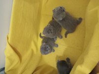 Kendi canı gibi sevenlere british shorthair