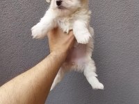 Maltese Yavrularımız