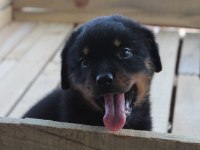 HAYALİNİZDEKİ ROTTWEILER YAVRUSU SİZİ BEKLİYOR