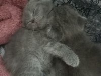 20 Nisan doğumlu eskişehir scottish fold