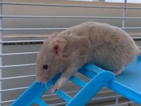 Bir kahve rengi bir süt beyaz 2 adet hamster