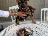 A Kalite French Bulldog