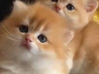 SOY AĞACI BELLİ GOLDEN YAVRU KEDİLER