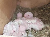 Yerli üretim bebek albino cennet papağanları