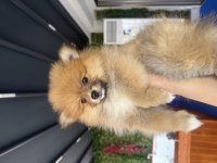 Pomeranian dişi köpeğimiz moli