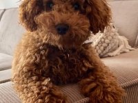 6 aylık toy poodle erkek