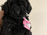 Siyah inci poodle bebekler