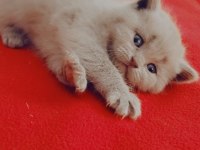 Yavru scottish fold