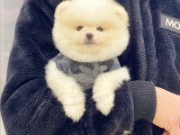 Pomeranian Boo Köpeğimiz