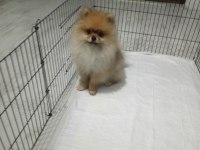 Pomeranian Köpeği