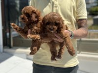 Petmode köpek çiftliğinden ziyarete maltipoo