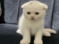 Scottish fold erkek kedimiz