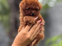 Safkan Teacup Kore Poodle