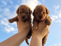 Kore Toy Poodle Erkek Ve Dişi Yavrularımız